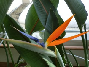 極楽鳥花　横